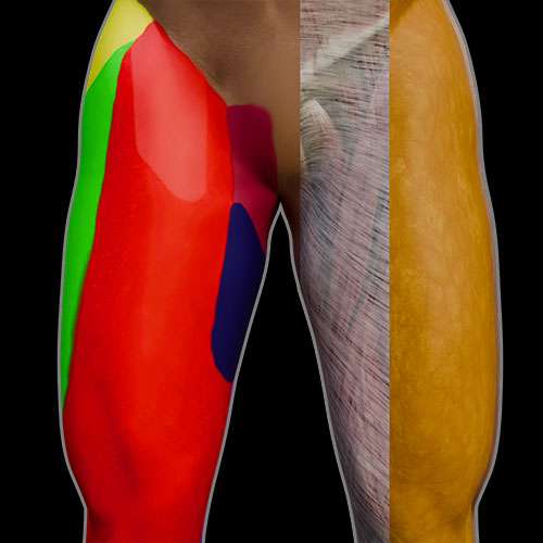 Thigh:\nSurface Anatomy\nSkin Innervation\nDeep Fascia