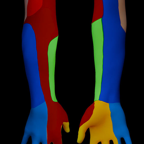 Forearm I:\nSurface Anatomy\nGeneral Layout\nCompartments