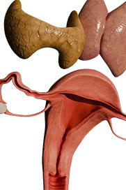 Endocrinology Reproduction